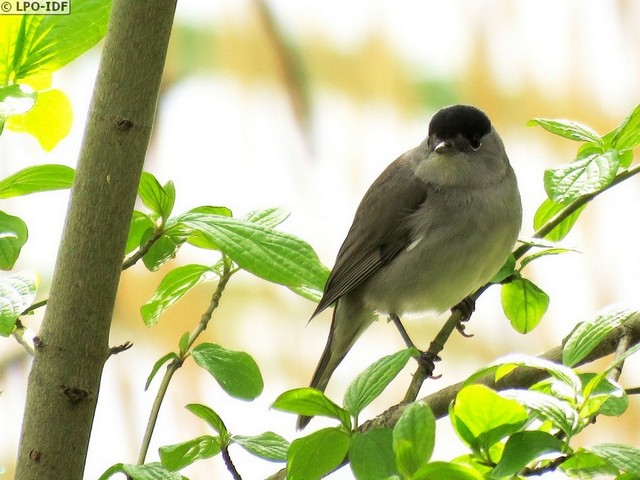 Bois de Vincennes